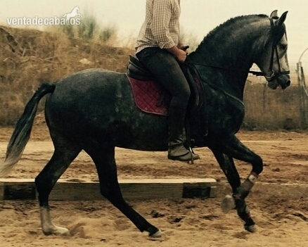 Andaluz