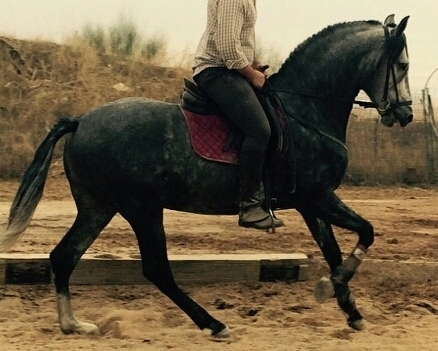 Andaluz