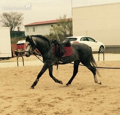 Andaluz {TYPE}