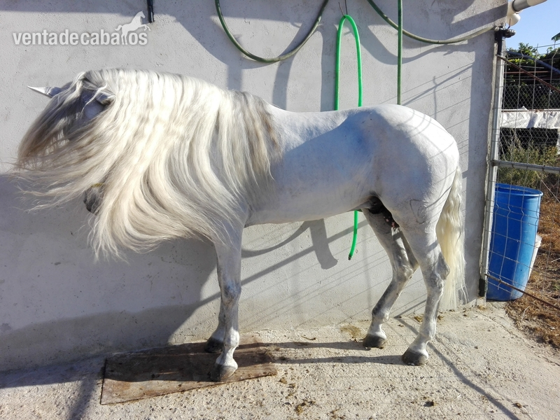 Caballo P.R.E. NOBLEZA DEL GUADIANA in 