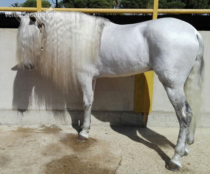 Caballos Pura Raza Española (P.R.E.) Pura Raza Española - Caballo P.R.E. NOBLEZA DEL GUADIANA