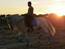 Caballo P.R.E. NOBLEZA DEL GUADIANA