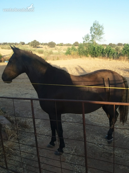 Caballos Pura Raza Española (P.R.E.) Pura Raza Española - Dos Yeguas pura raza española