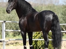 EN VENTA YEGUA P.R.E PREÑADA DE SEMENTAL VALDEOLIVAS !!!