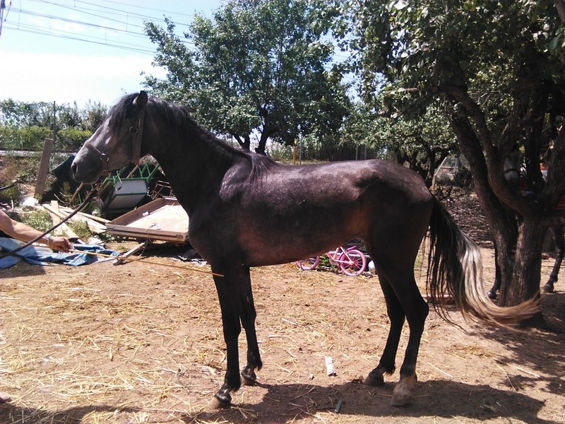 Pura Raza Española {TYPE}