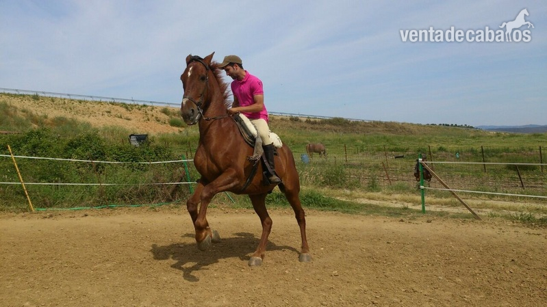 Venta de caballo in 