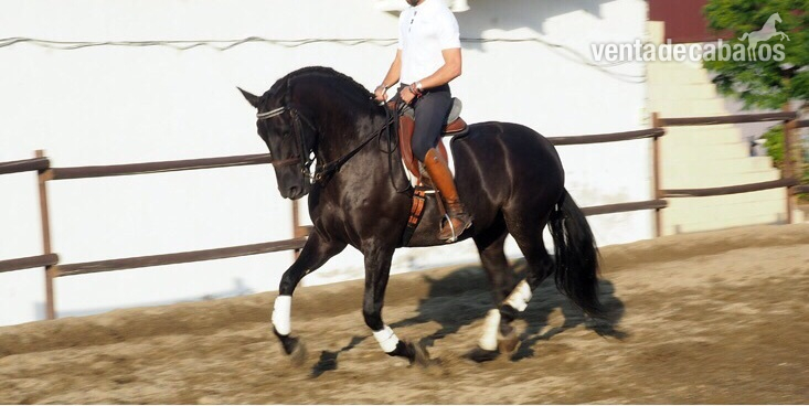 PRE NEGRO 8 AÑOS in 
