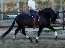 PRE NEGRO 8 AÑOS