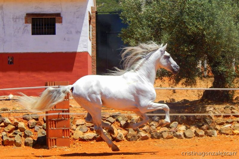 PRE ESCOCES VI - Caballos Pura Raza Española (P.R.E.) in 