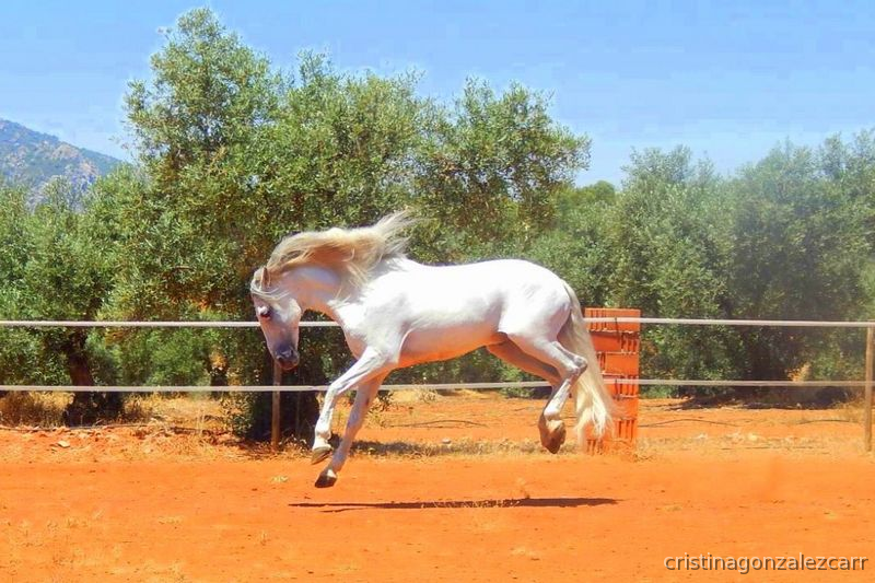 Caballos Pura Raza Española (P.R.E.) PRE  - PRE ESCOCES VI