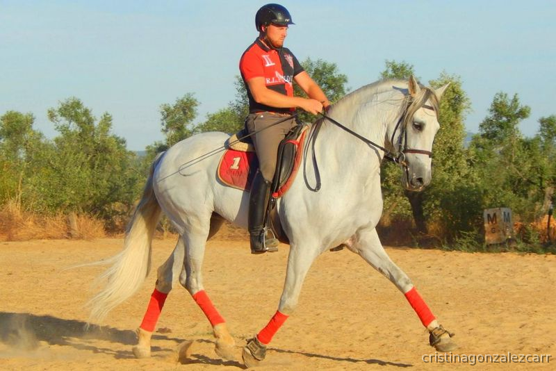PRE ESCOCES VI - Caballos Pura Raza Española (P.R.E.)