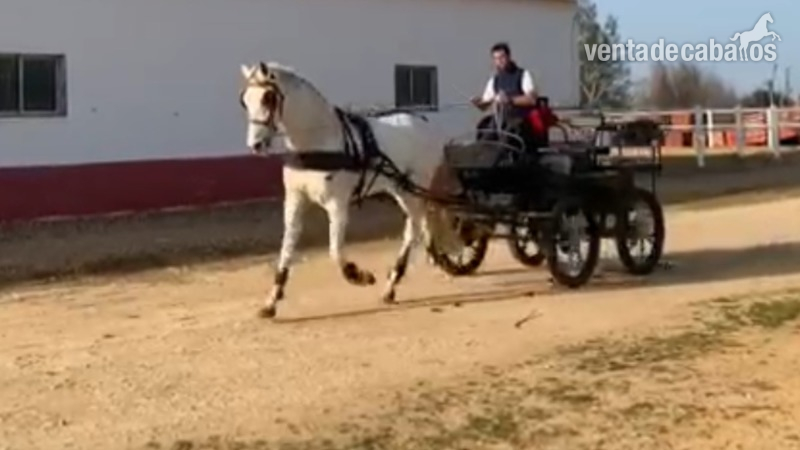 Yegua PRE enganchada in 