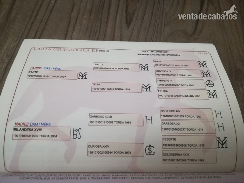 Venta potra PRE
