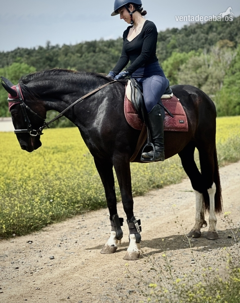 Caballos Capados Cruzado - Potro negro cuatralvo