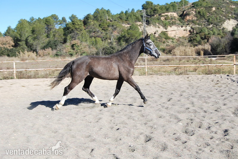 KWPN