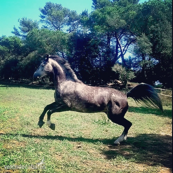 Caballos Capados KWPN - KWPN 7 años tordo
