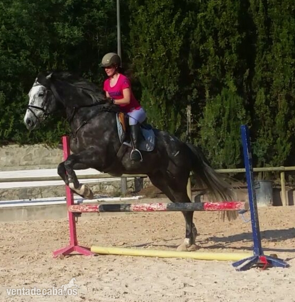KWPN 7 años tordo