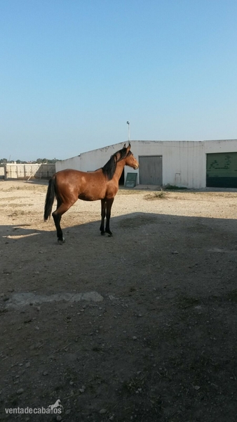 Caballos Pura Raza Española (P.R.E.) Pura Raza Española - VENTA DE POTROS