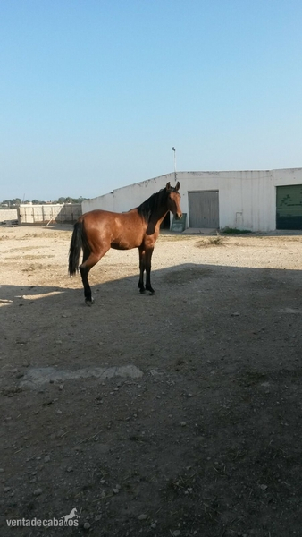 VENTA DE POTROS - Caballos Pura Raza Española (P.R.E.) Pura Raza Española