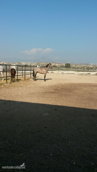 VENTA DE POTROS - Caballos Pura Raza Española (P.R.E.)