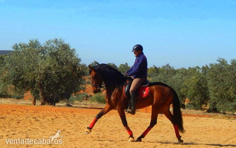 DRESSAGE PRE FEDERICO GI III  in 