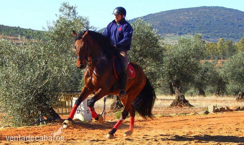 DRESSAGE PRE FEDERICO GI III  - Caballos Pura Raza Española (P.R.E.) in 