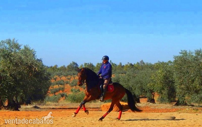 Caballos Pura Raza Española (P.R.E.) PRE  - DRESSAGE PRE FEDERICO GI III 