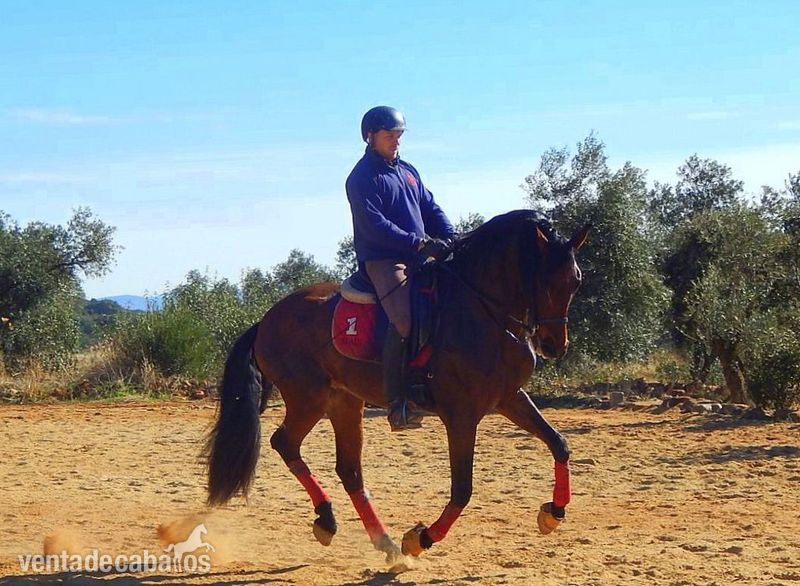 DRESSAGE PRE FEDERICO GI III  - Caballos Pura Raza Española (P.R.E.) PRE 