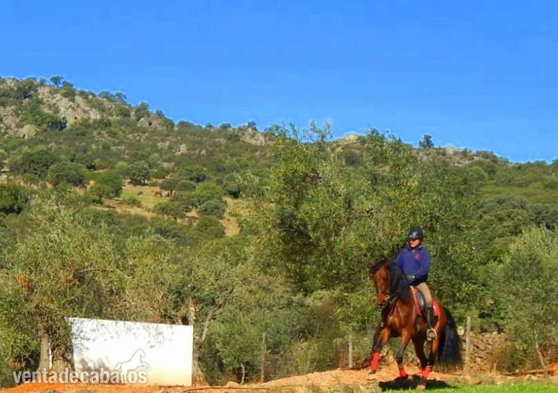 DRESSAGE PRE FEDERICO GI III  - PRE 