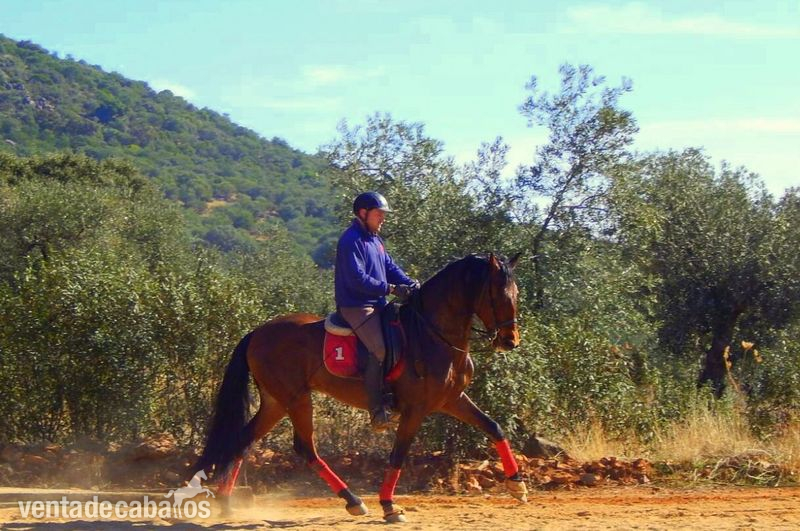DRESSAGE PRE FEDERICO GI III  - Caballos Pura Raza Española (P.R.E.)