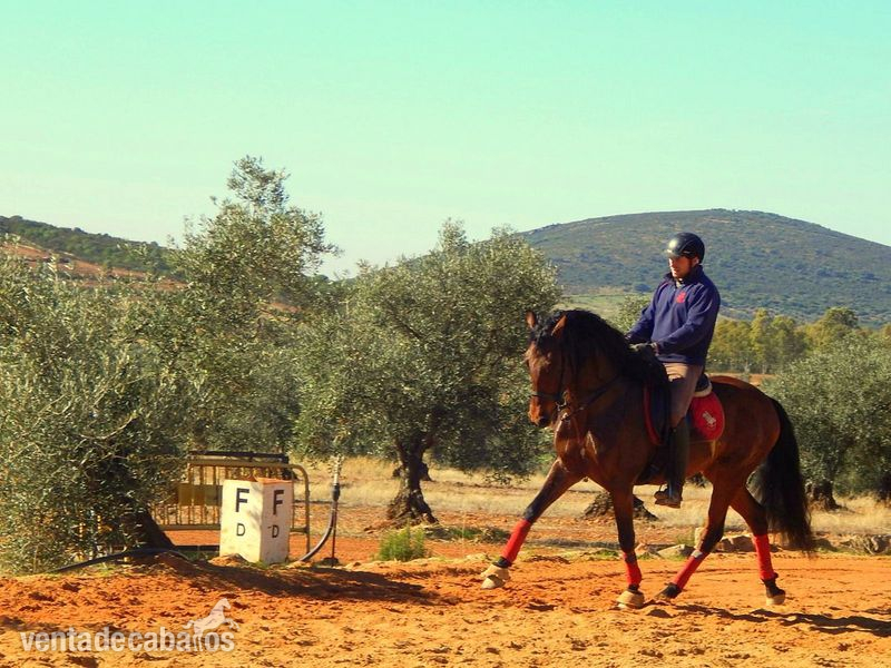 DRESSAGE PRE FEDERICO GI III 