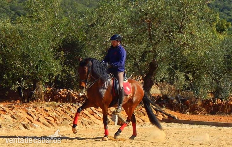  DRESSAGE PRE FEDERICO GI III 