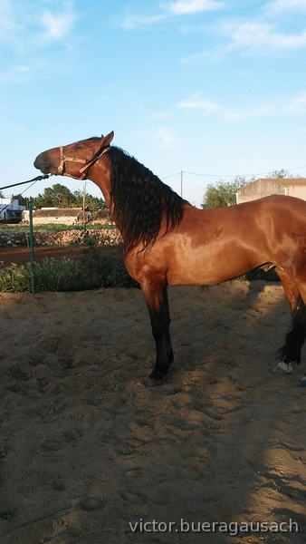 Pura Raza Española {TYPE}