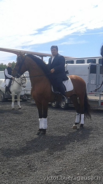 Caballos Pura Raza Española (P.R.E.) Pura Raza Española - VICIR AD    SEMENTAL CASTAÑO