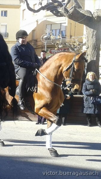 VICIR AD    SEMENTAL CASTAÑO - Caballos Pura Raza Española (P.R.E.) Pura Raza Española