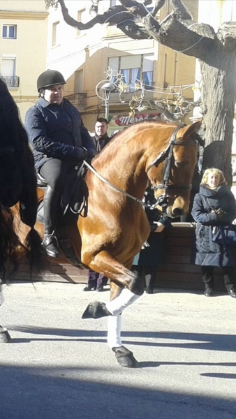 VICIR AD    SEMENTAL CASTAÑO - Caballos Pura Raza Española (P.R.E.) Pura Raza Española