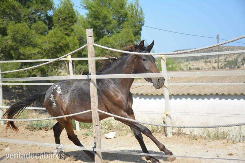 Appaloosa x pura raza Español  in 