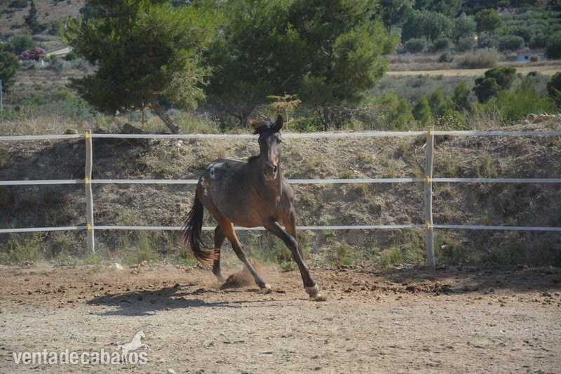 Appaloosa 