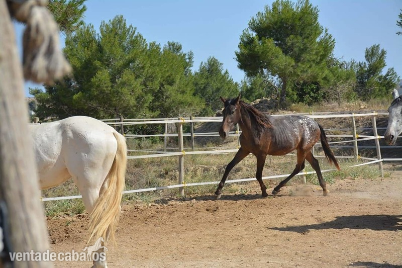 Appaloosa  {TYPE}