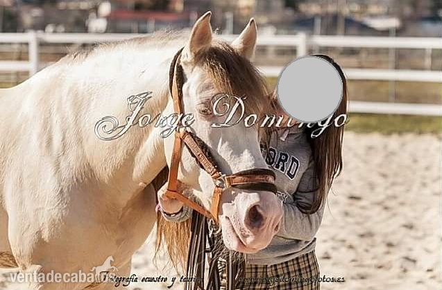 Vendo Caballo entero in 