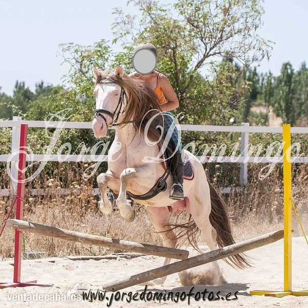 Hispano-lusitano