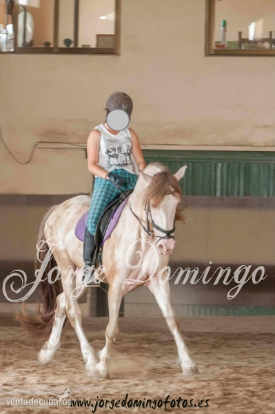 Hispano-lusitano {TYPE}
