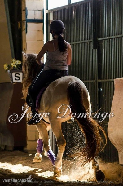 Caballos Enteros Hispano-lusitano - Vendo Caballo entero