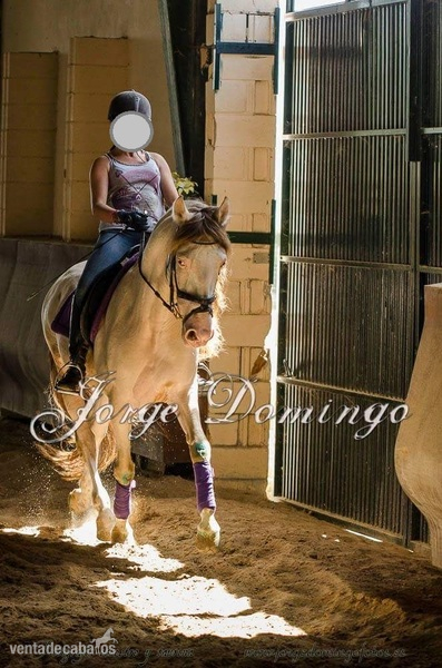 Vendo Caballo entero - Caballos Enteros Hispano-lusitano