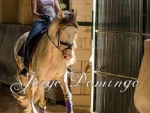 Vendo Caballo entero