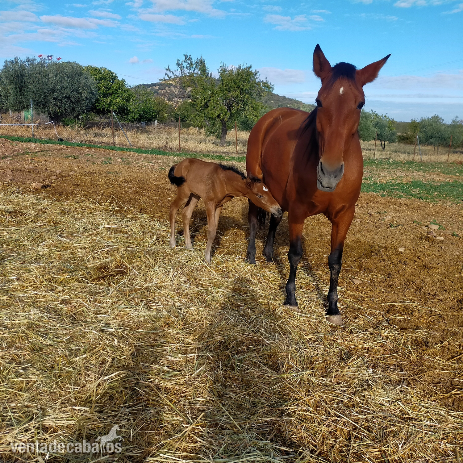 Yegua española pre inscrita en ancce  - Caballos Pura Raza Española (P.R.E.) EMPTY