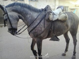 CABALLO 6 AÑOS in 