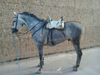 Anglo Hispano {TYPE}