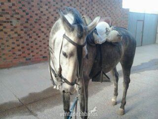 Caballos Capados Anglo Hispano - CABALLO 6 AÑOS