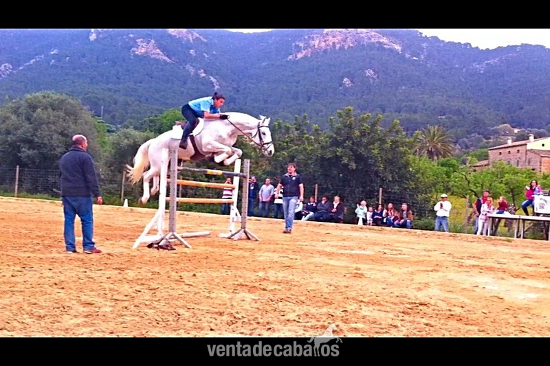 Venta de Caballo de Salto in 